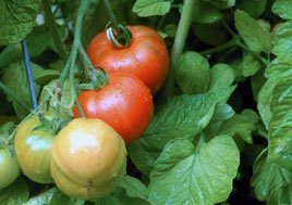 Помидоры скачать