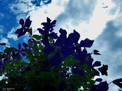 Синее солнце скачать