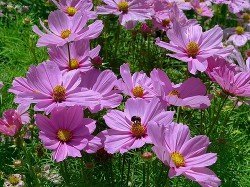 Цветы на руинах скачать