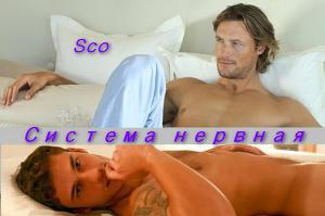 Система нервная скачать